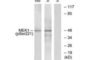 Western blot analysis of extracts from K562 cells treated with serum 20% 15' and Jurkat cells treated with EGF, using MEK1/2 (Phospho-Ser221) Antibody. (MEK1/2 抗体  (pSer222))