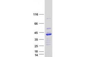 Western Blotting (WB) image for BCL2-Like 14 (Apoptosis Facilitator) (BCL2L14) (Transcript Variant 4) protein (Myc-DYKDDDDK Tag) (ABIN2715197)