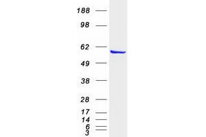 Validation with Western Blot