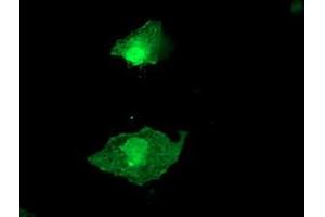 Image no. 3 for anti-Low Density Lipoprotein Receptor Adaptor Protein 1 (LDLRAP1) antibody (ABIN1496690) (LDLRAP1 抗体)