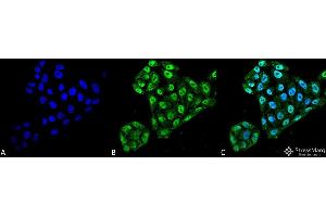 Immunocytochemistry/Immunofluorescence analysis using Mouse Anti-EndoPDI Monoclonal Antibody, Clone 2E7/7 . (P4HB 抗体  (AA 52-63))