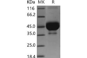 Western Blotting (WB) image for Bone Marrow Stromal Cell Antigen 2 (BST2) protein (Fc Tag) (ABIN7320063)