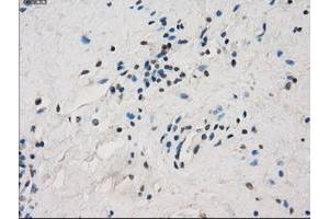 Image no. 4 for anti-Fc gamma RII (CD32) antibody (ABIN1497256) (Fc gamma RII (CD32) 抗体)