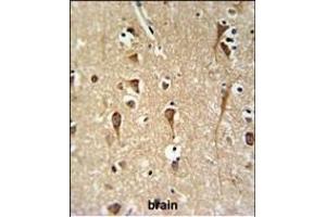 ZCH24 Antibody (C-term) (ABIN651036 and ABIN2840043) IHC analysis in formalin fixed and paraffin embedded brain tissue followed by peroxidase conjugation of the secondary antibody and DAB staining.