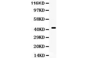 Observed bind size: 44KD (CDC37 抗体  (AA 216-378))