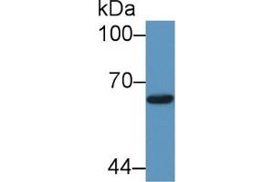 Western Blot; Sample: Human 293T cell lysate; Primary Ab: 1µg/ml Rabbit Anti-Bovine Smad1 Antibody Second Ab: 0. (SMAD1 抗体  (AA 270-465))