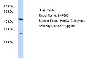Host:  Rabbit  Target Name:  ZNF655  Sample Type:  HepG2 Whole Cell lysates  Antibody Dilution:  1. (ZNF655 抗体  (N-Term))