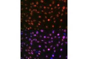 Immunofluorescence (IF) image for anti-MAD2 Mitotic Arrest Deficient-Like 2 (MAD2L2) antibody (ABIN1679325)