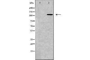 Western blot analysis of NIH-3T3 cell lysate, using BMPR2 Antibody. (BMPR2 抗体  (Internal Region))