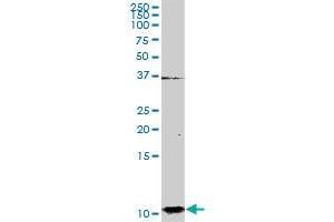 S100A2 MaxPab rabbit polyclonal antibody. (S100A2 抗体  (AA 1-97))