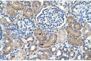 Human kidney (GLS2 抗体  (Middle Region))