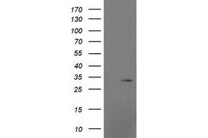 Image no. 2 for anti-Mitochondrial Ribosomal Protein S2 (MRPS2) antibody (ABIN1499562) (MRPS2 抗体)