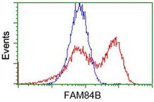 Flow Cytometry (FACS) image for anti-Family with Sequence Similarity 84, Member B (FAM84B) antibody (ABIN1498215) (FAM84B 抗体)