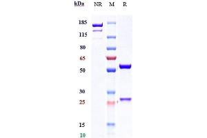 Anti-IL-22 Reference Antibody (fezakinumab) on SDS-PAGE under reducing (R) condition. (Recombinant IL22 (Fezakinumab Biosimilar) 抗体)