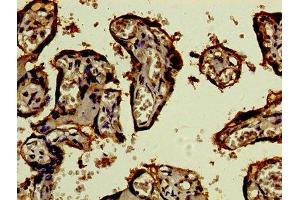 Immunohistochemistry of paraffin-embedded human placenta tissue using ABIN7159320 at dilution of 1:100 (CD46 抗体  (AA 164-325))