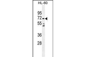 D Antibody (C-term) (ABIN655179 and ABIN2844796) western blot analysis in HL-60 cell line lysates (35 μg/lane). (DPP3 抗体  (C-Term))