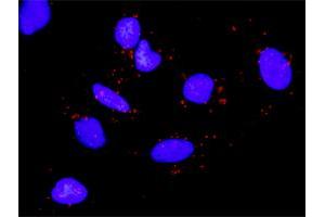 Proximity Ligation Assay (PLA) image for anti-Ribosomal Protein S6 Kinase, 90kDa, Polypeptide 5 (RPS6KA5) (AA 1-802) antibody (ABIN522728)