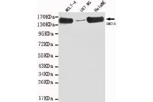 Western blot detection of SMC1A(C-term) in MOLT-4,U87 MG and HelaNE cell lysates using SMC1A (N-terminus) mouse mAb (1:1000 diluted). (SMC1A 抗体  (C-Term))