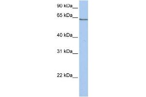 WB Suggested Anti-PCDHA4 Antibody Titration:  0. (PCDHA4 抗体  (C-Term))