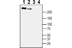 1-2. (PLXNB1 抗体  (Extracellular, N-Term))
