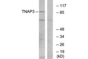 Western blot analysis of extracts from RAW264. (TNFAIP3 抗体  (AA 321-370))