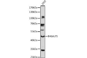 Western blot analysis of extracts of 293T cells, using B4G antibody (ABIN7271202) at 1:1000 dilution. (B4GALT5 抗体  (AA 60-160))
