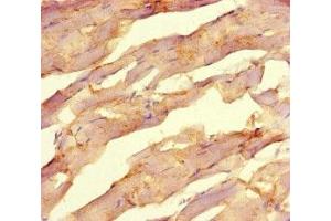 Immunohistochemistry of paraffin-embedded human skeletal muscle tissue using ABIN7162415 at dilution of 1:100 (NR1H2 抗体  (AA 1-461))