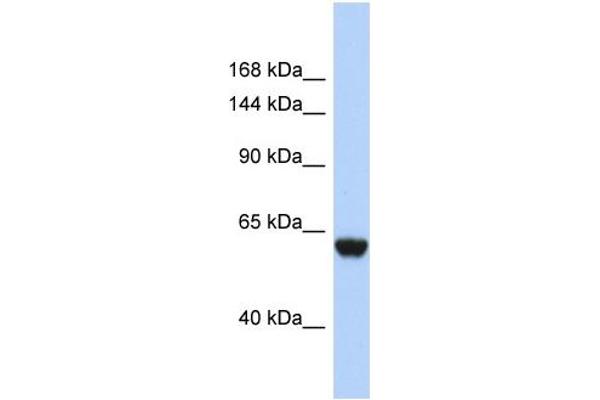 CFHR4 抗体  (N-Term)
