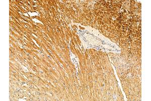 Phospho-MARK3 (Thr507) Antibody at 1/100 staining Rat heart tissue by IHC-P. (MARK3 抗体  (pThr507))