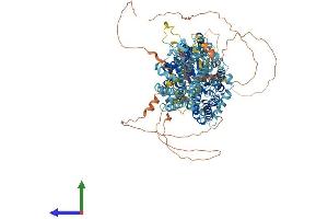 Protein Structure (PS) image for Electrogenic Sodium Bicarbonate Cotransporter 4 (NBC4) (AA 1-1137) protein (His tag) (ABIN7555407)