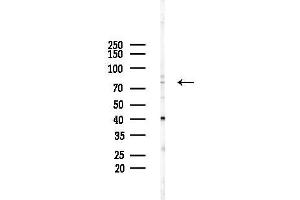 anti-Dual-Specificity tyrosine-(Y)-phosphorylation Regulated Kinase 1B (DYRK1B) (Internal Region) antibody