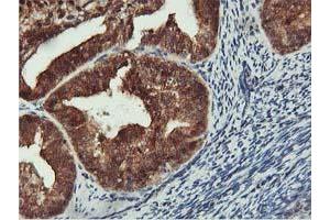 Image no. 1 for anti-CoA Synthase (COASY) antibody (ABIN1497556) (COASY 抗体)