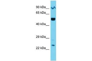 Host: Rabbit  Target Name: Orc2  Sample Tissue: Mouse Lung lysates  Antibody Dilution: 1. (ORC2 抗体  (C-Term))