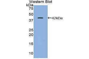 Western Blotting (WB) image for anti-Trefoil Factor 1 (TFF1) (AA 1-87) antibody (ABIN1860706) (TFF1 抗体  (AA 1-87))