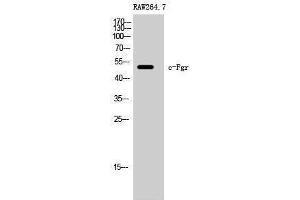 Western Blotting (WB) image for anti-Gardner-Rasheed Feline Sarcoma Viral (V-Fgr) Oncogene Homolog (FGR) (Ser378) antibody (ABIN3183876)