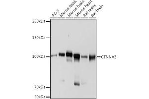 Western blot analysis of extracts of various cell lines, using CTNN antibody (ABIN7266135) at 1:1000 dilution. (CTNNA3 抗体)