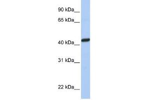 PEX10 antibody used at 1 ug/ml to detect target protein. (PEX10 抗体  (C-Term))