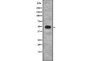 Western blot analysis of COX10 using HeLa whole cell lysates (COX10 抗体  (Internal Region))