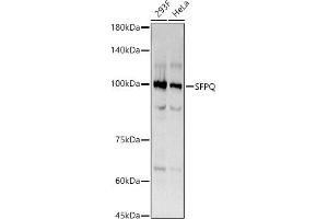 Western blot analysis of extracts of various cell lines, using SFPQ antibody (ABIN7270547) at 1:270 dilution. (SFPQ 抗体)