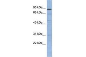Image no. 1 for anti-Nuclear Factor of kappa Light Polypeptide Gene Enhancer in B-Cells Inhibitor-Like 1 (NFKBIL1) (N-Term) antibody (ABIN6742776) (NFKBIL1 抗体  (N-Term))