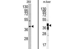 Western Blotting (WB) image for anti-Aflatoxin Beta1 Aldehyde Reductase (AKR7A2) antibody (ABIN3003031) (AKR7A2 抗体)