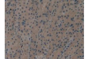 IHC-P analysis of Rat Stomach Tissue, with DAB staining. (EIF2AK2 抗体  (AA 279-506))