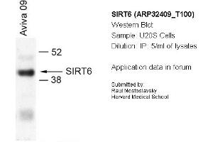 Image no. 1 for anti-Sirtuin 6 (SIRT6) (N-Term) antibody (ABIN182566) (SIRT6 抗体  (N-Term))