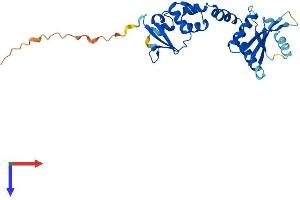 Potassium Channel Tetramerisation Domain Containing 14 (KCTD14) (AA 1-255) protein (His tag)
