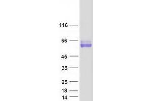 Western Blotting (WB) image for Synaptotagmin I (SYT1) (Transcript Variant 2) protein (Myc-DYKDDDDK Tag) (ABIN2733066)