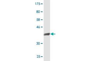Western Blot detection against Immunogen (36. (NDOR1 抗体  (AA 498-595))