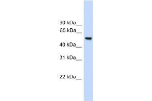 WB Suggested Anti-FZR1 Antibody Titration:  0. (FZR1 抗体  (N-Term))