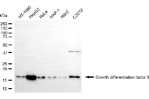 Western blotting analysis using growth differentiation factor 3 antibody (ABIN7798806).