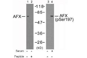 Image no. 2 for anti-Forkhead Box O4 (FOXO4) (pSer197) antibody (ABIN196850) (FOXO4 抗体  (pSer197))