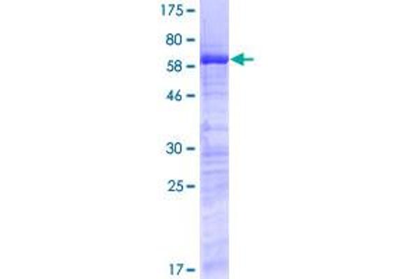SURF2 Protein (AA 1-256) (GST tag)